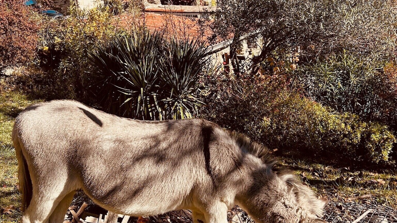 Photo of Outdoor in Montferrer