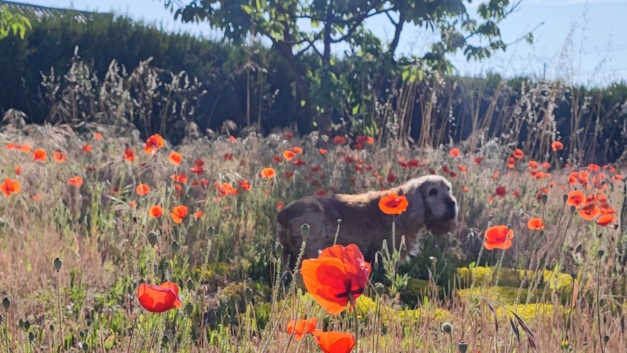 Photo of Outdoor in Longue-Jumelles