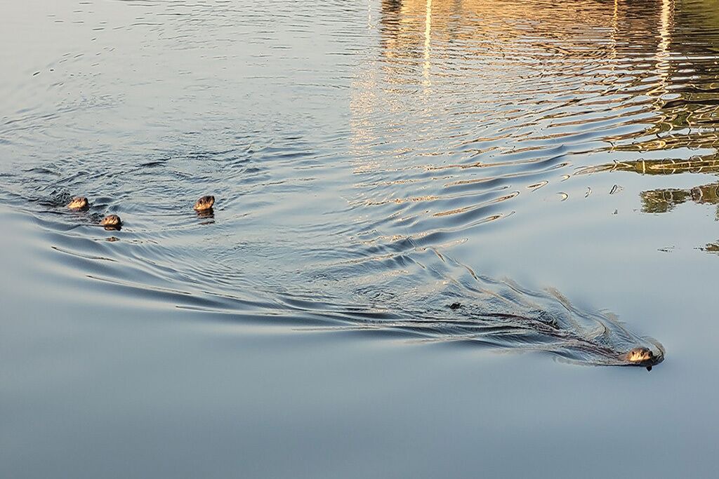 Photo of Others in Stone Lake
