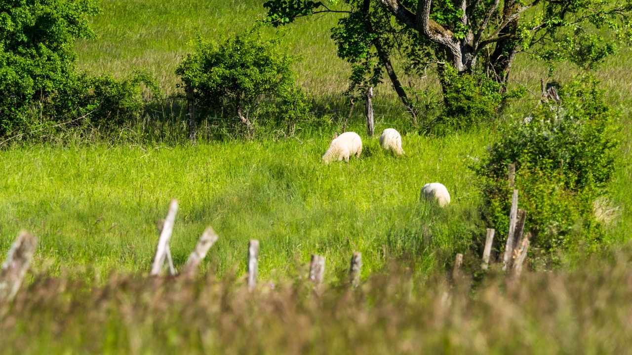 Photo of Others in Oberbronn