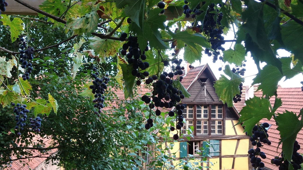 Photo of Outdoor in Oberbronn