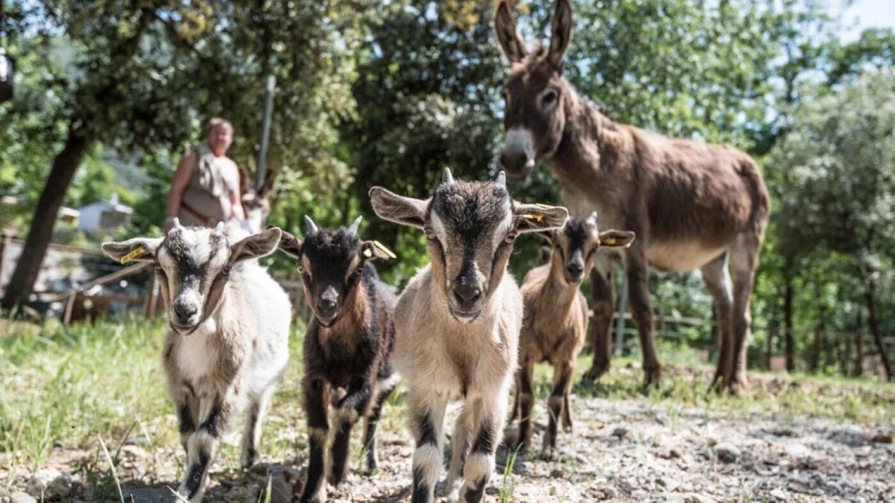 Photo of Others in Arles-sur-Tech