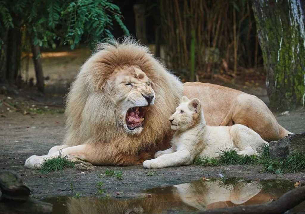 Photo of Others in Le Lion-d'Angers