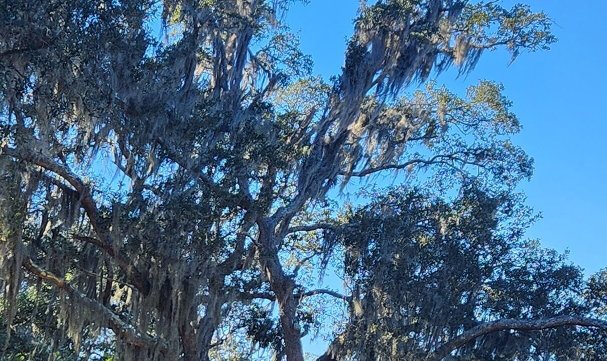 Photo of Others in Edisto Island