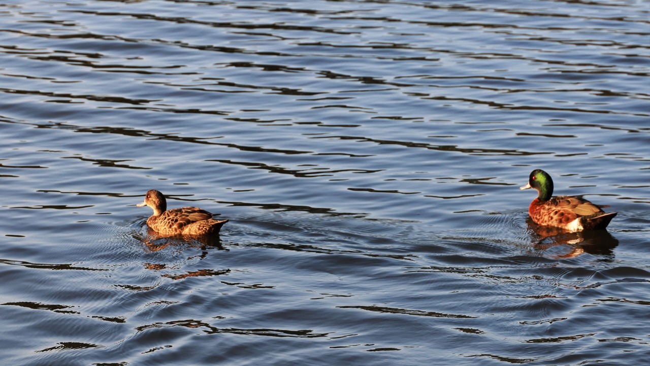 Photo of Bedroom in Morisset Park