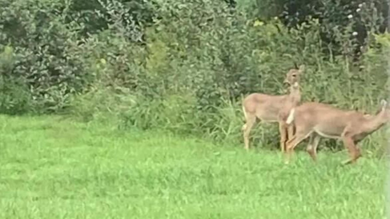 Photo of Others in Ridgeway