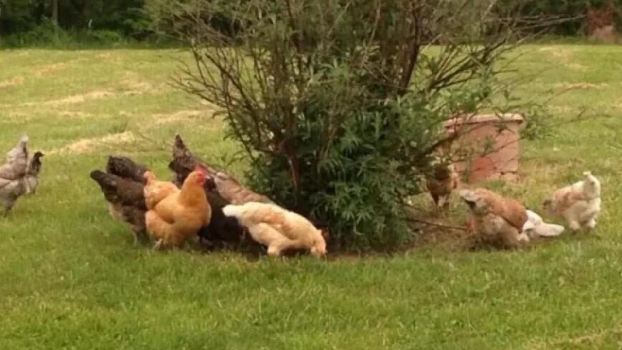 Photo of Others in Ridgeway