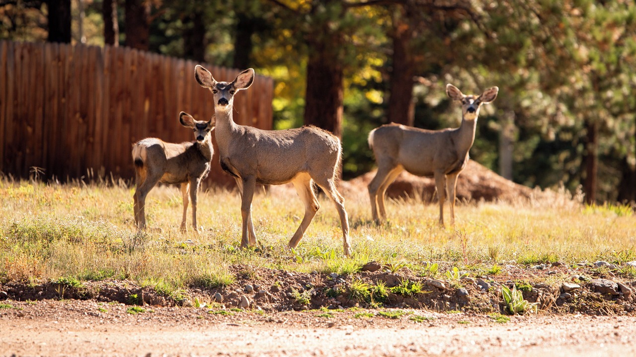 Photo of Others in Angel Fire