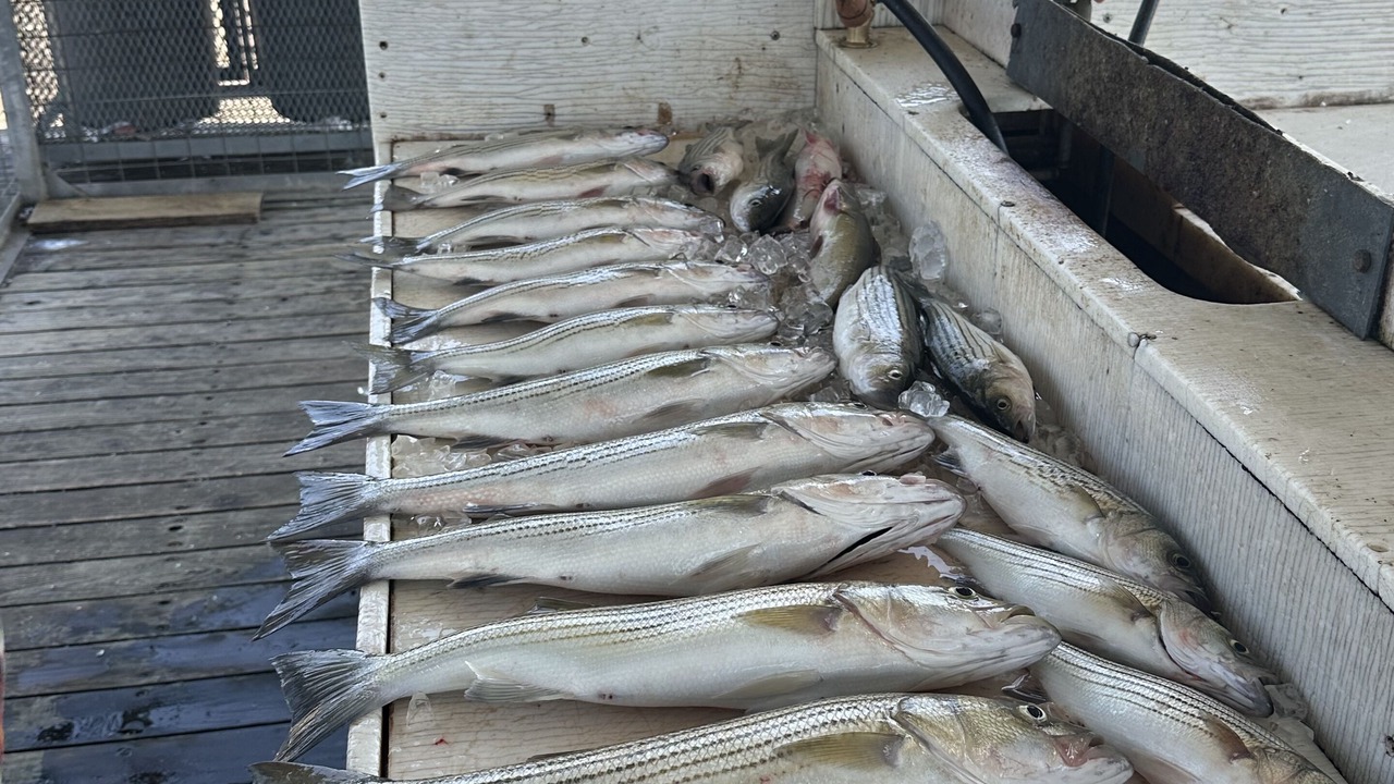 Photo of Others in Kingston