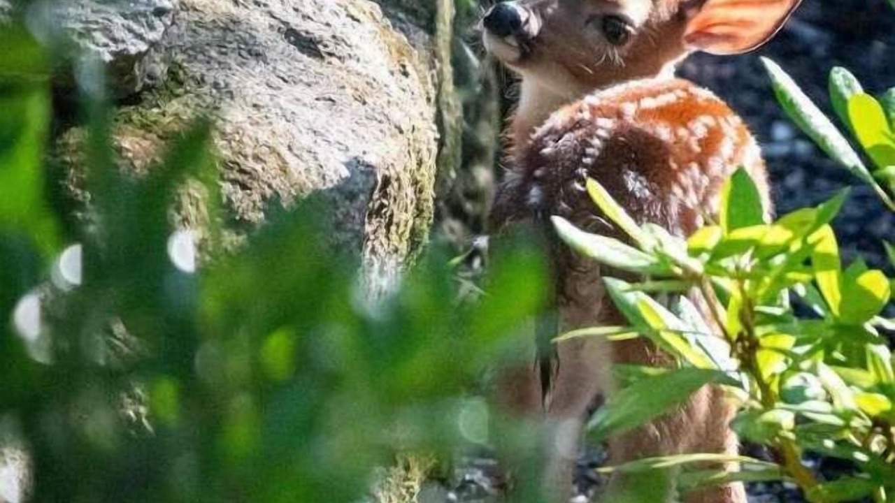 Photo of Others in Pisgah Forest