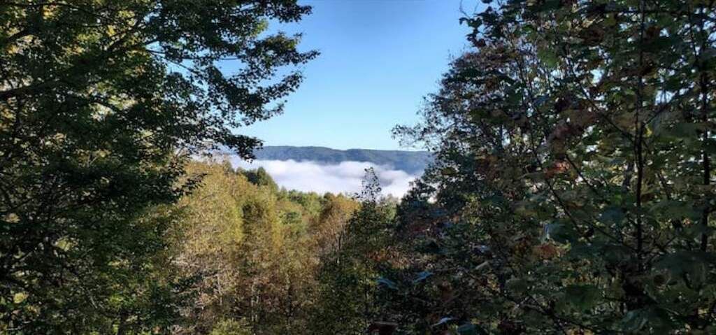 Photo of Others in Pisgah Forest