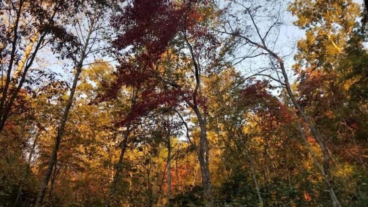Photo of Others in Pisgah Forest