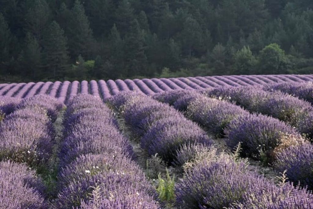 Photo of Others in Valdrome