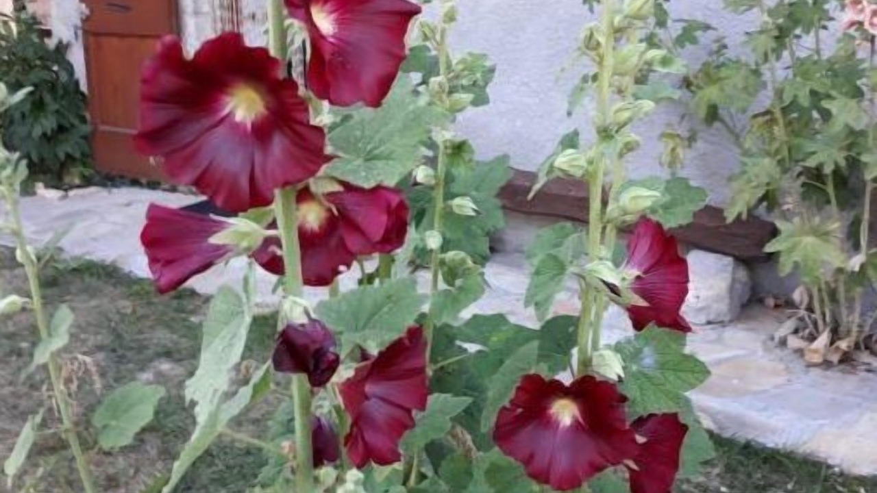 Photo of Outdoor in Valdrome