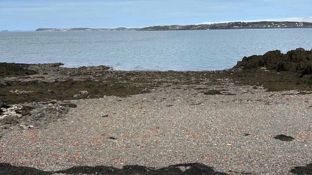 Photo of Others in Eastport