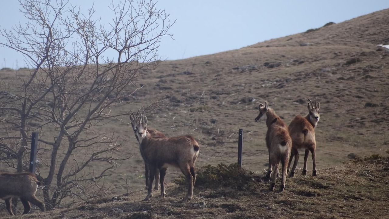 Photo of Others in Mijoux