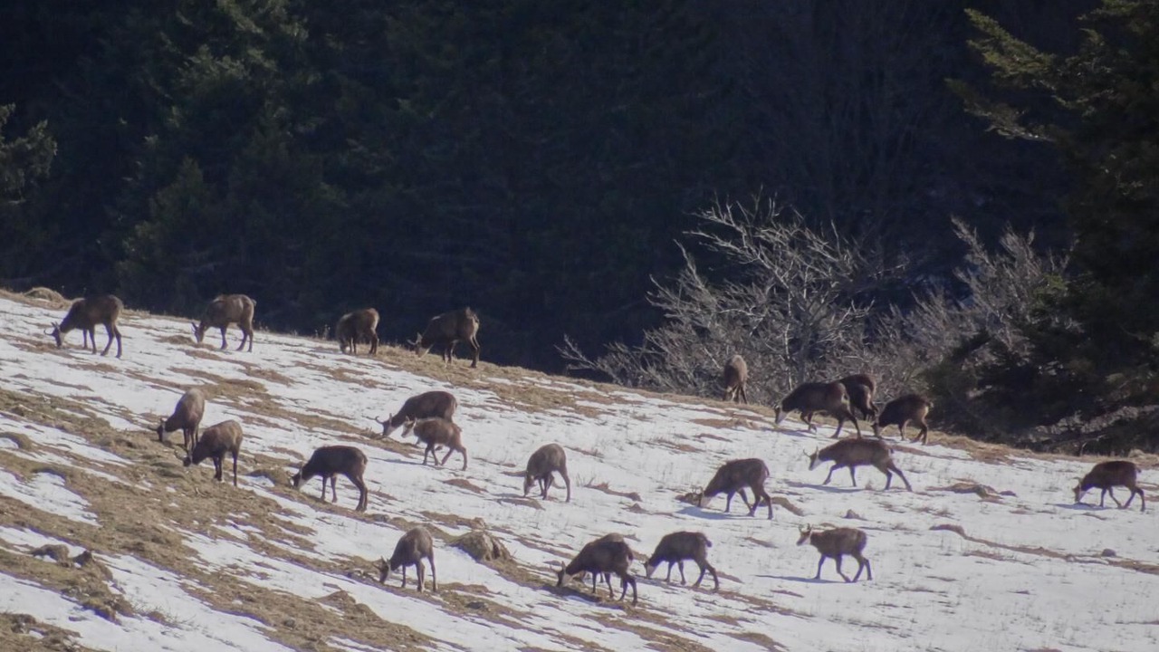 Photo of Others in Mijoux