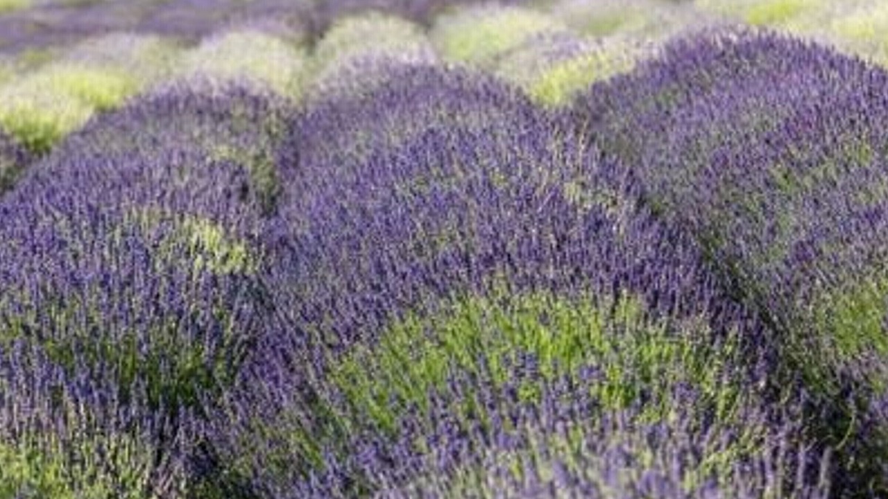 Photo of Others in Cavaliere Beach