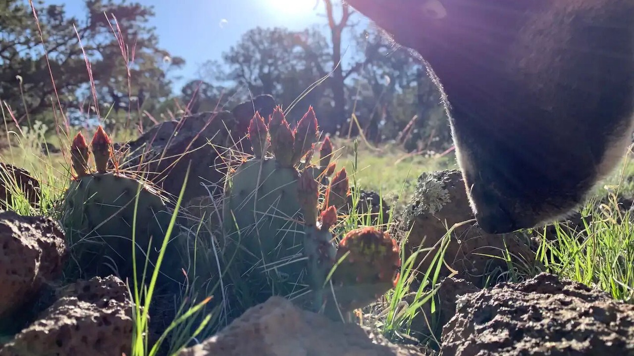 Photo of Outdoor in Quemado