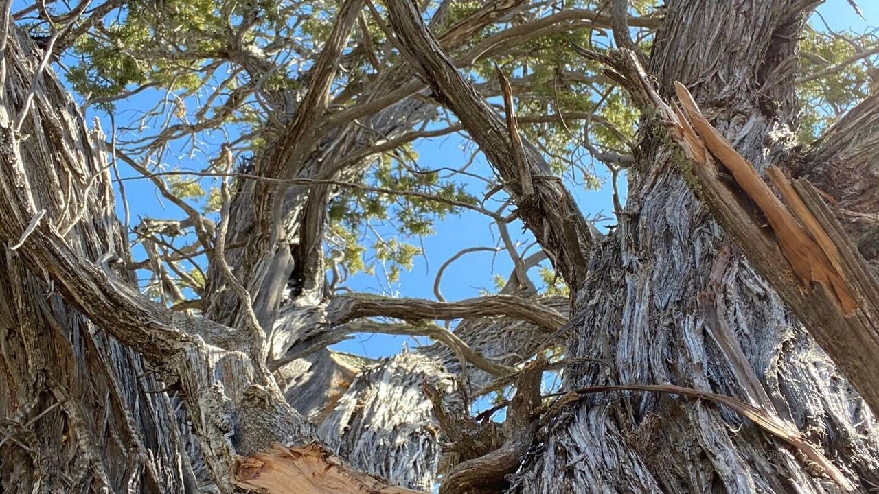 Photo of Others in Quemado