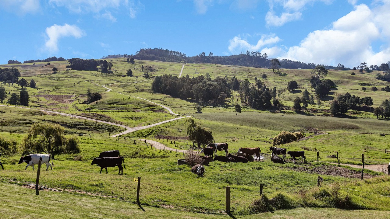 Photo of Outdoor in Maungakaramea
