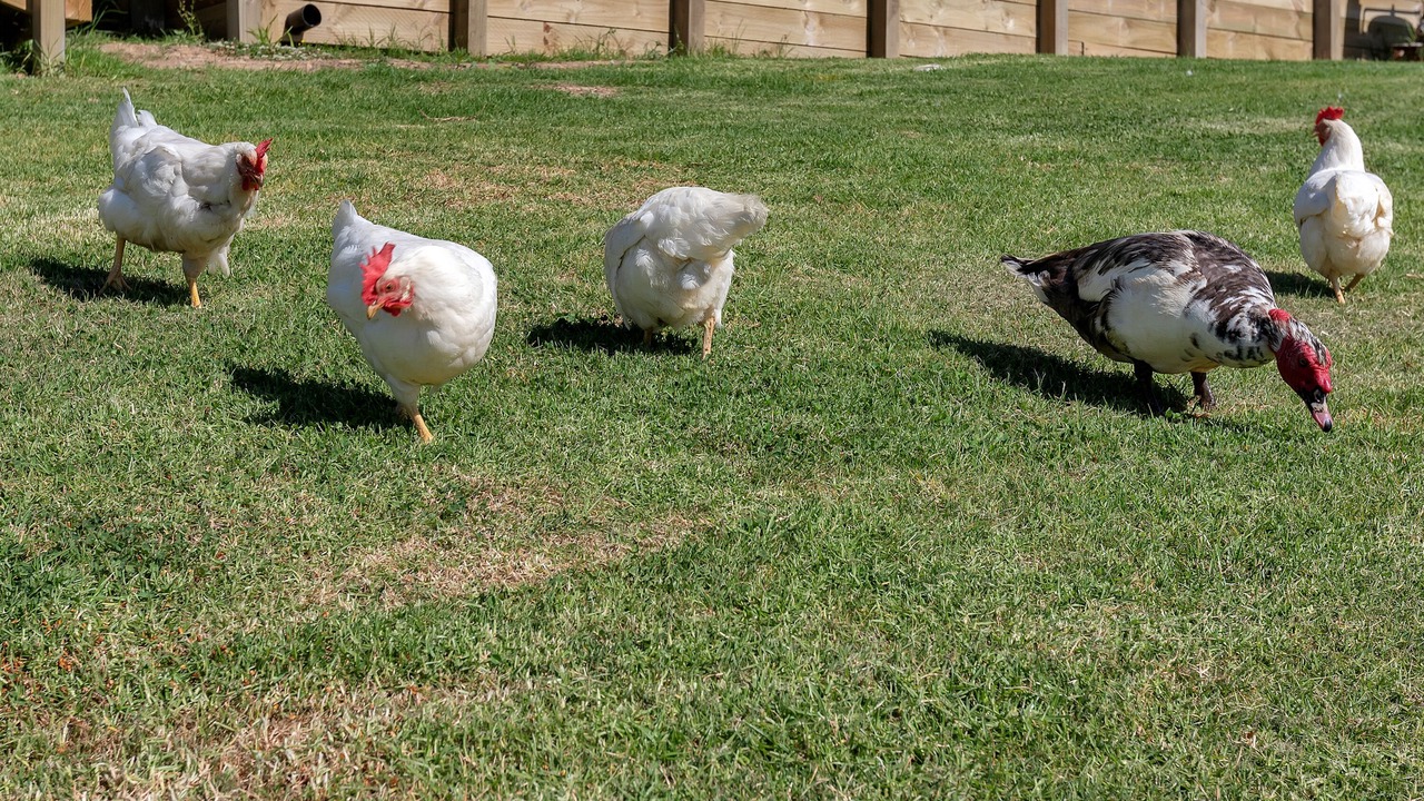Photo of Outdoor in Maungakaramea