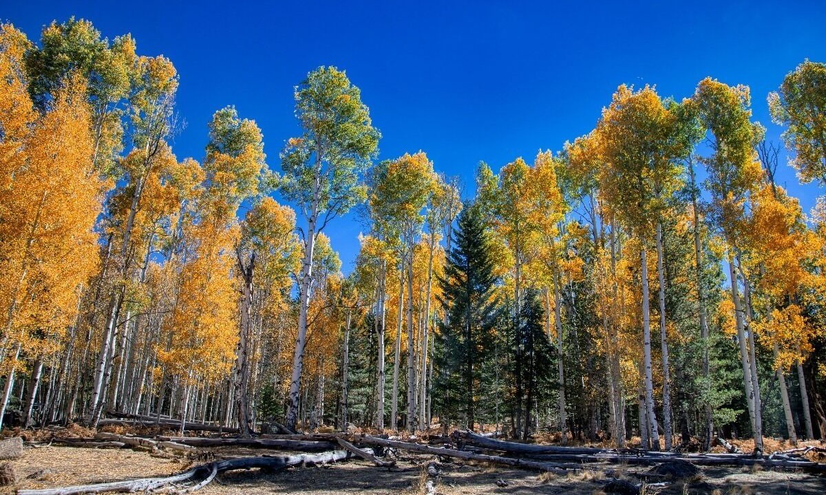 Photo of Outdoor in Downtown Flagstaff