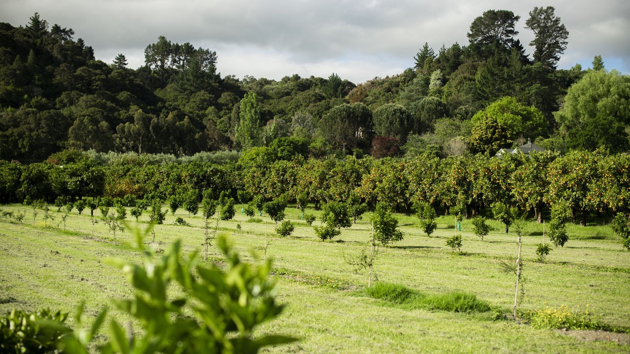 Photo of Outdoor in Gisborne