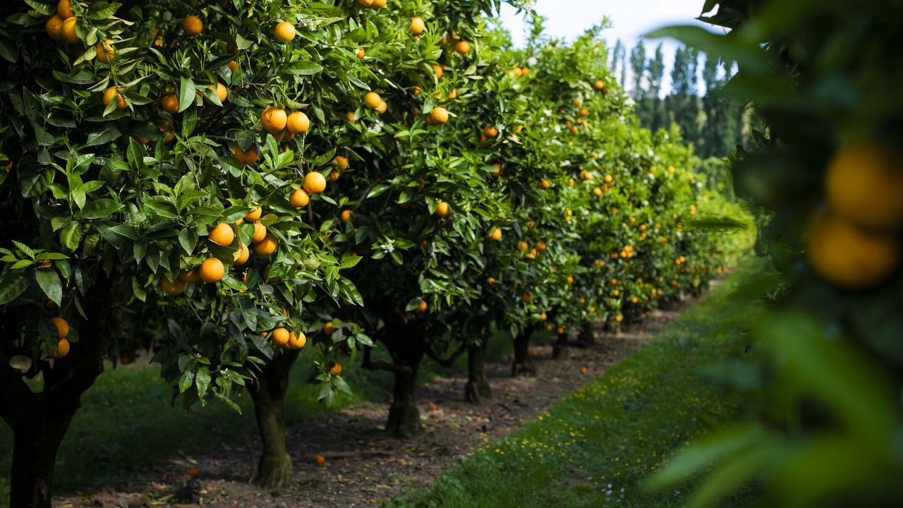 Photo of Outdoor in Gisborne