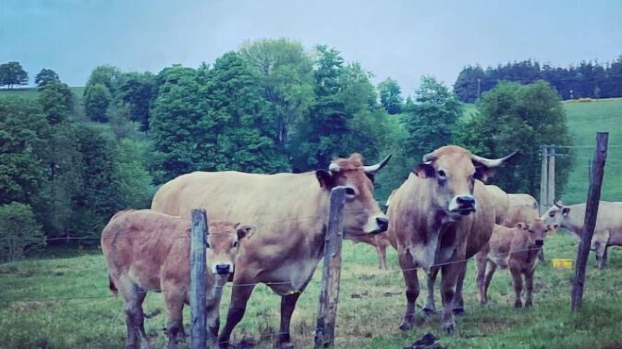 Photo of Others in Saint-Andre-en-Vivarais