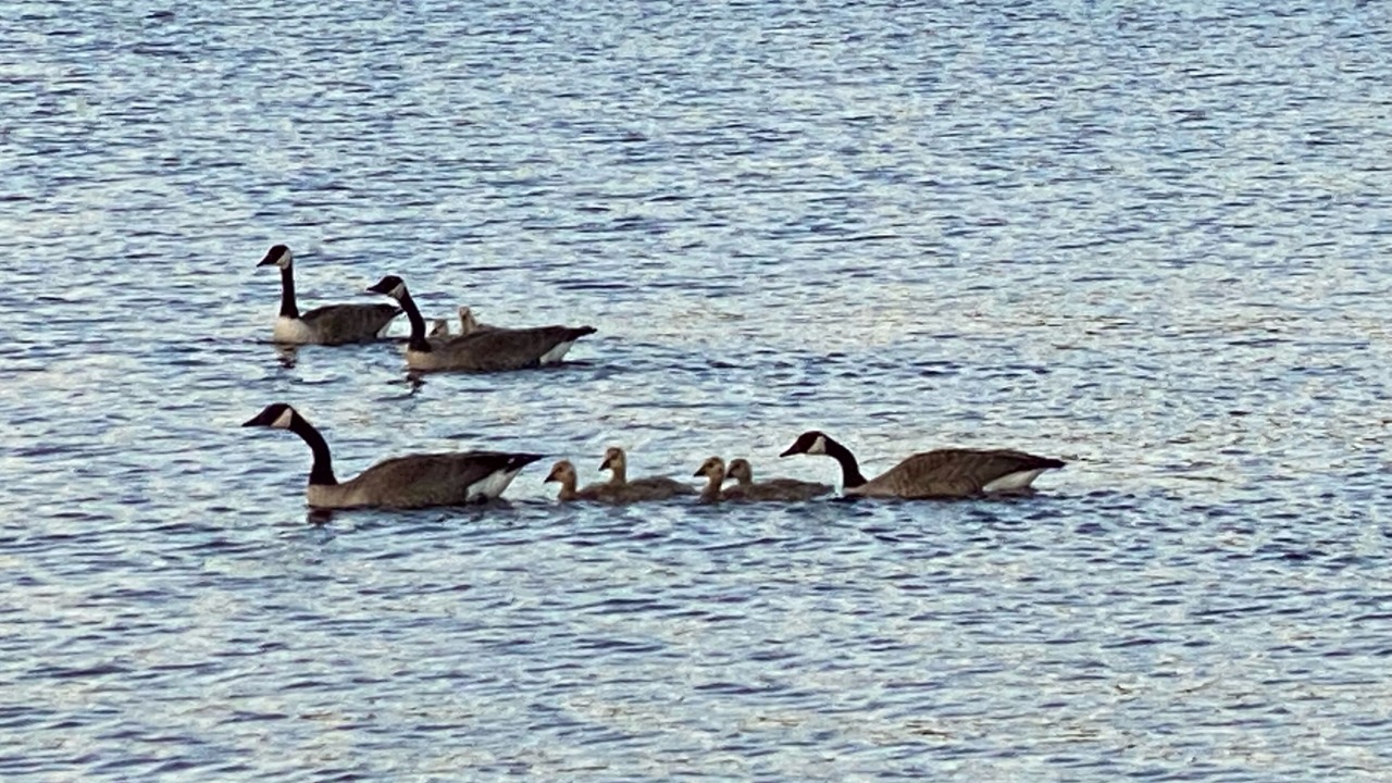 Photo of Others in Bonfield