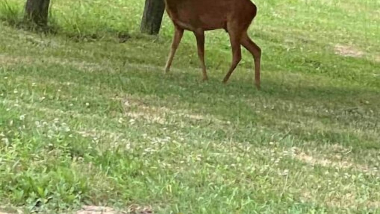 Photo of Others in Plouer-sur-Rance