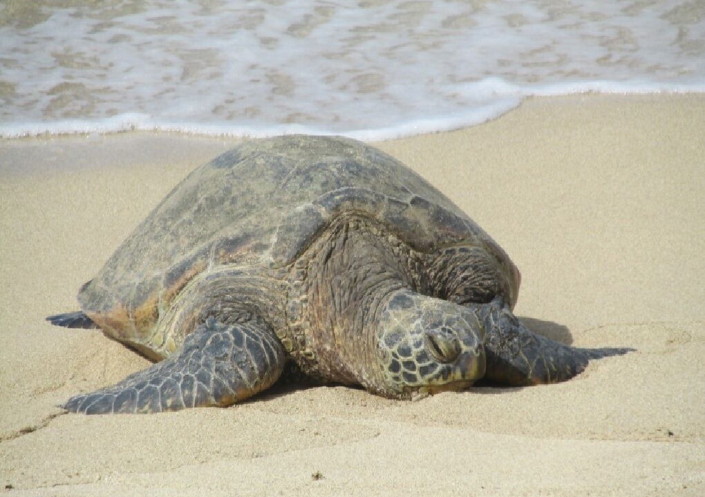Photo of Others in Mokuleia