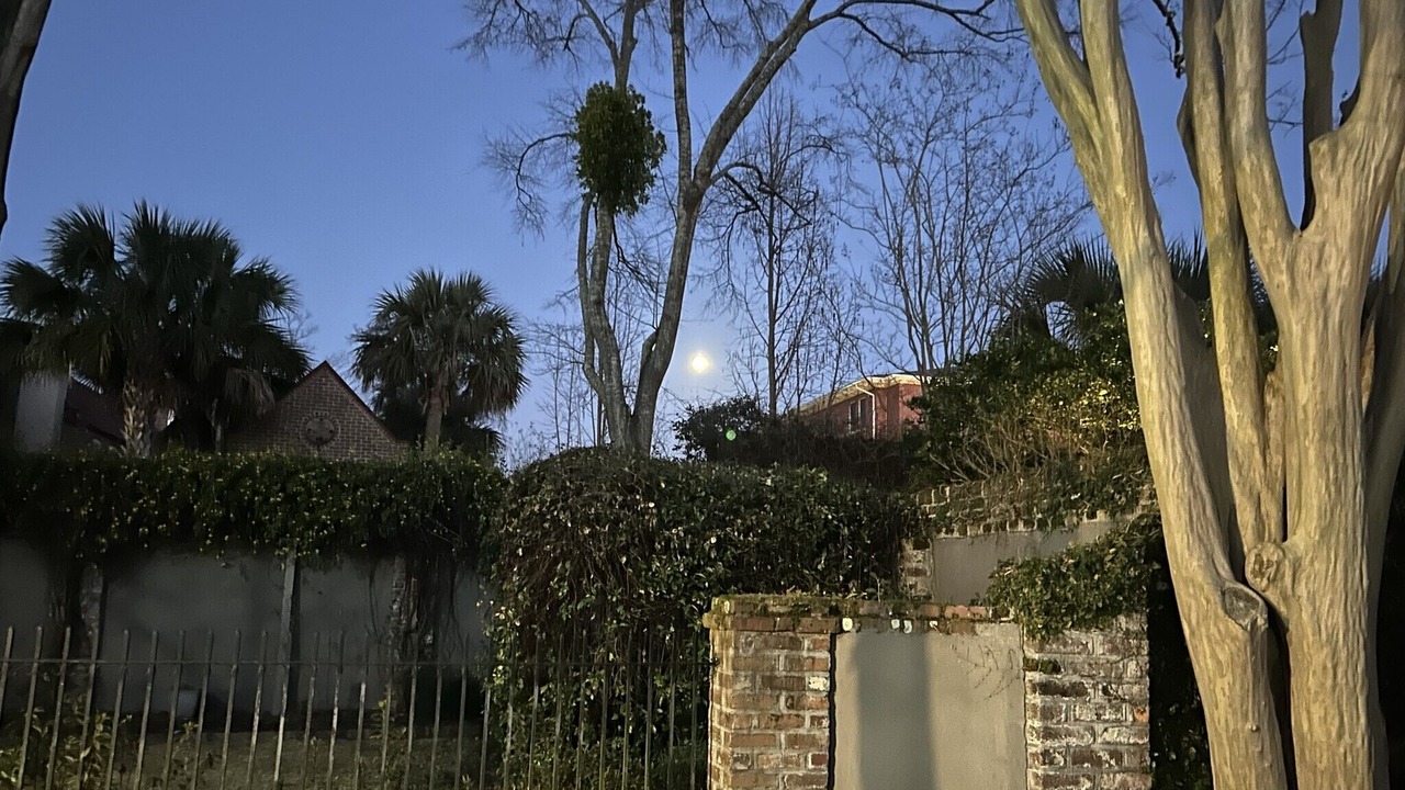Photo of Others in Harleston Village