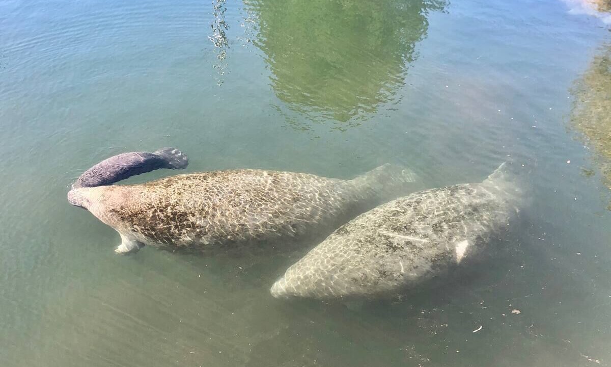 Photo of Others in Springs at Kings Bay