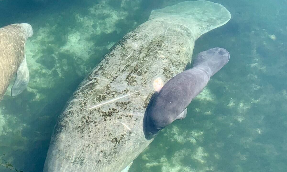 Photo of Others in Springs at Kings Bay