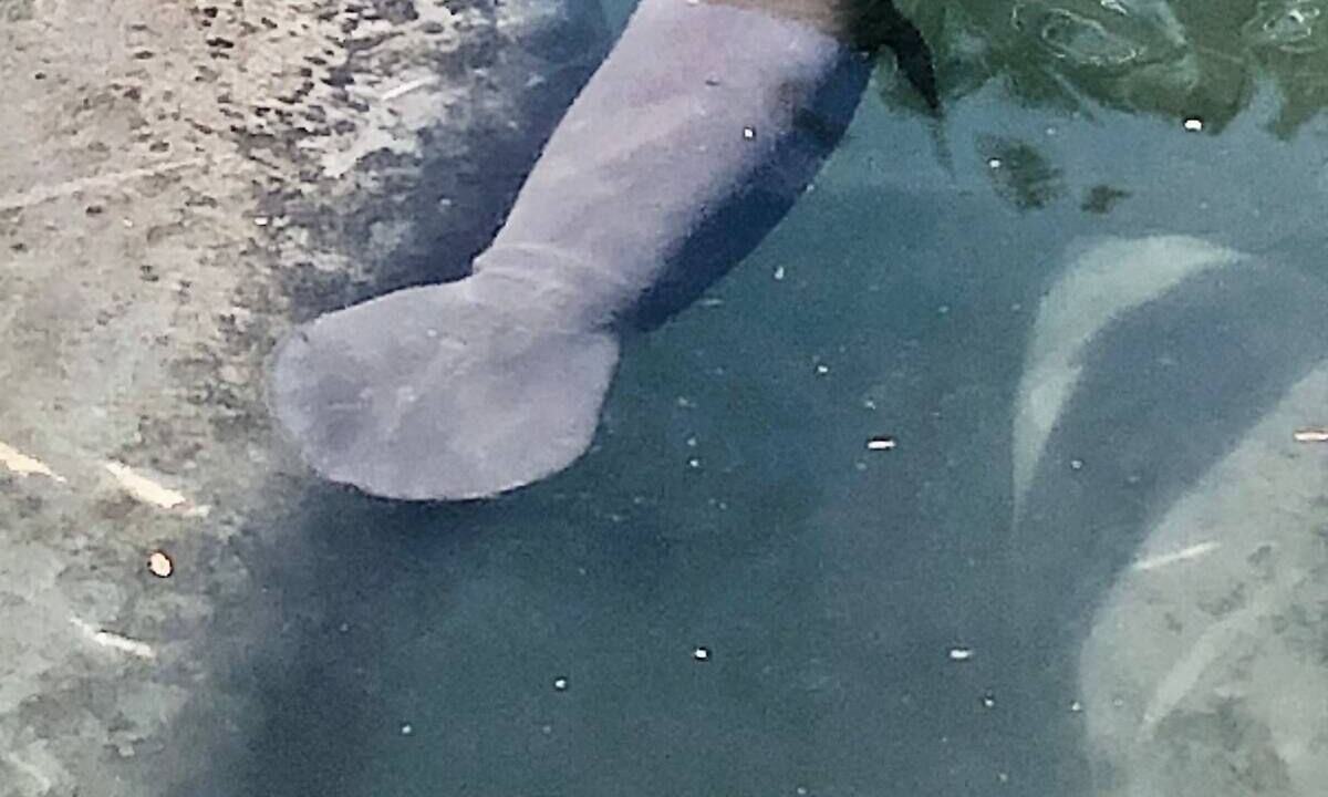Photo of Others in Springs at Kings Bay