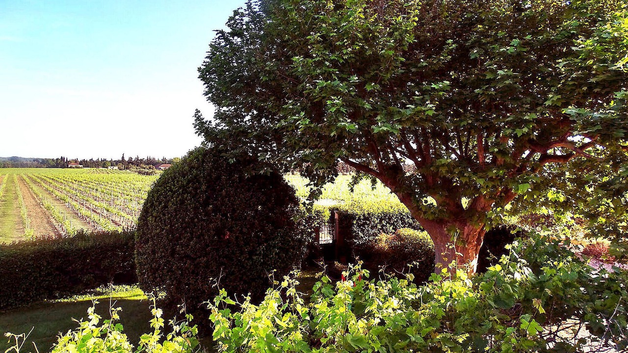 Photo of Others in Violes