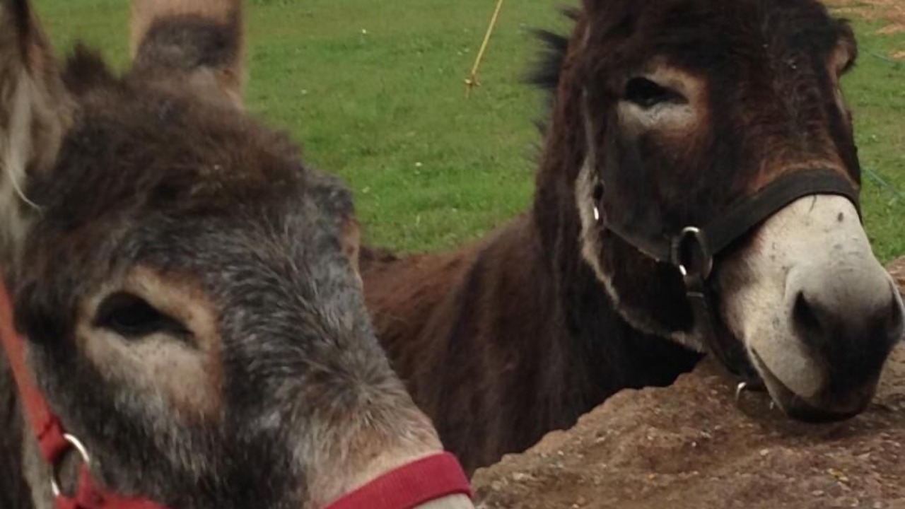 Photo of Others in Leynes