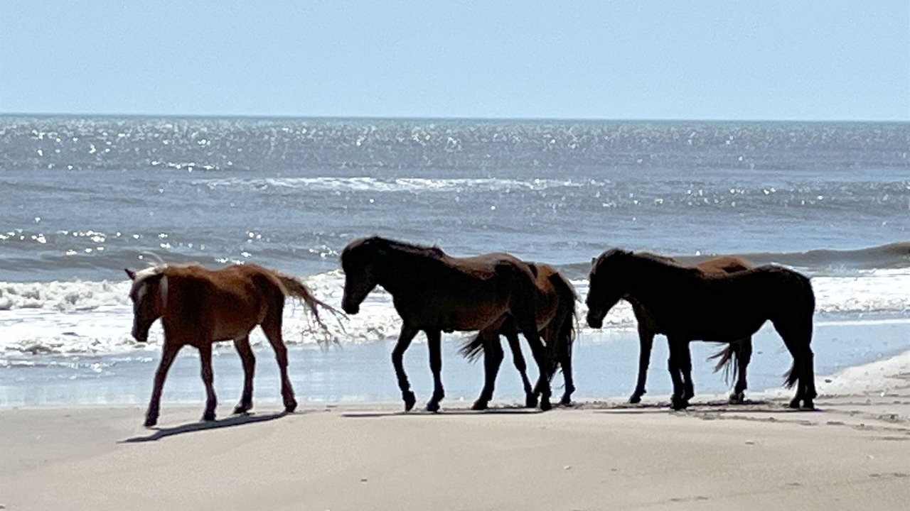 Photo of Others in Corolla Light