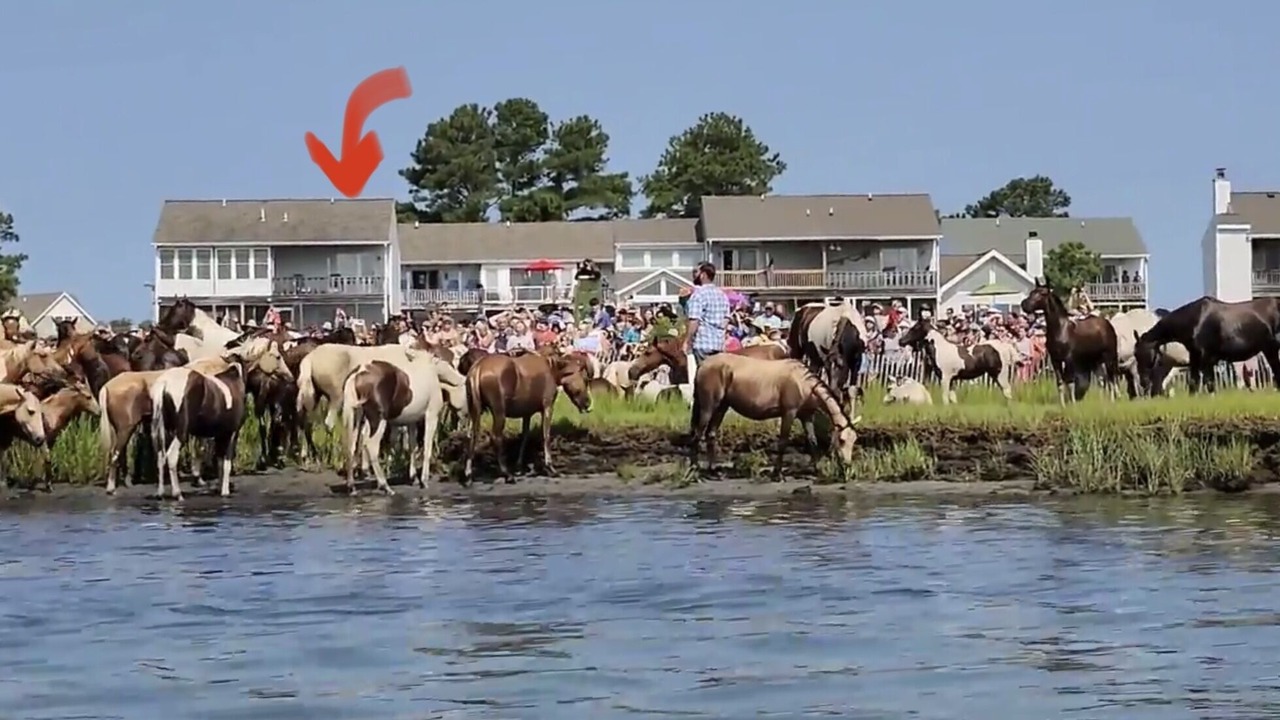 Photo of Others in Chincoteague