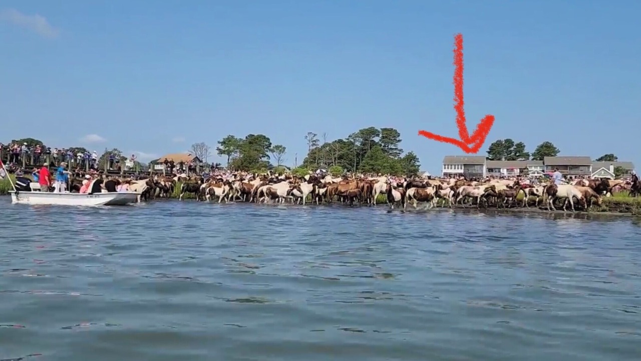 Photo of Others in Chincoteague