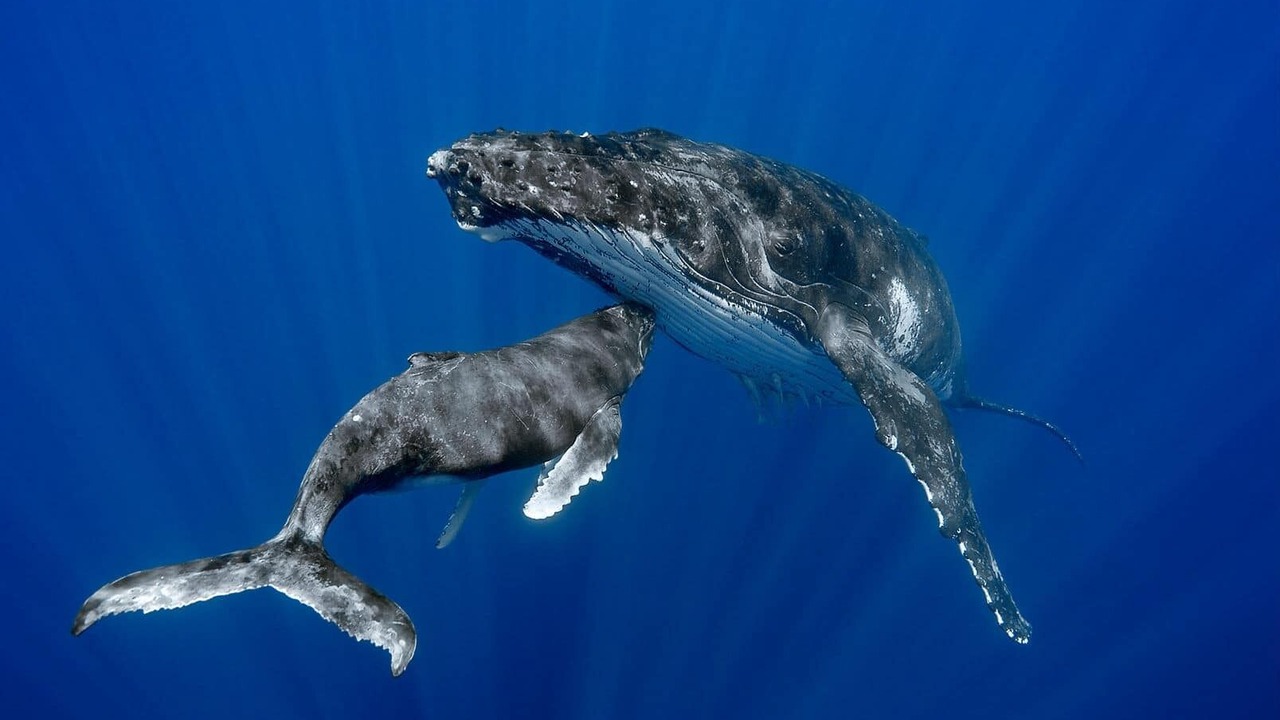 Photo of Others in Princeville