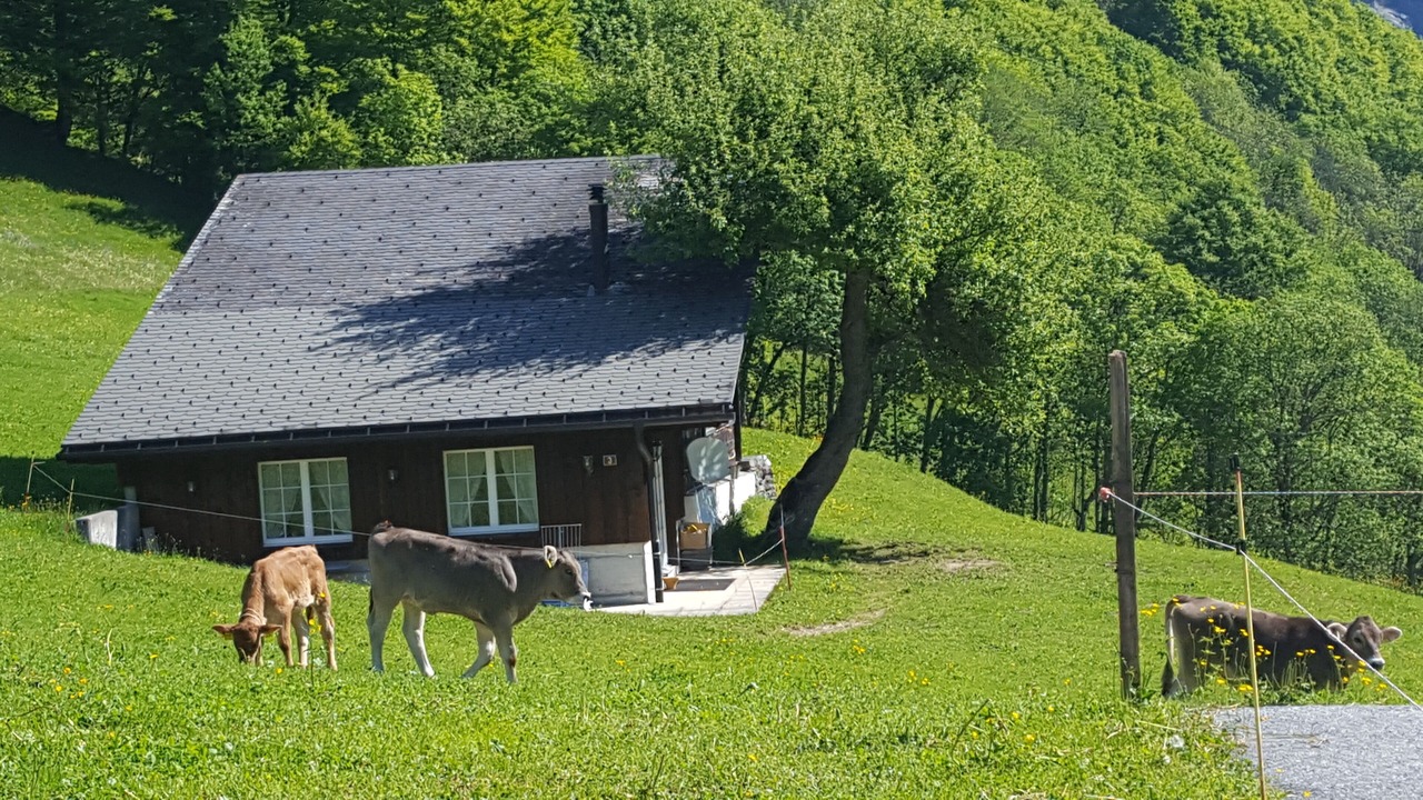 Photo of Outdoor in Elm