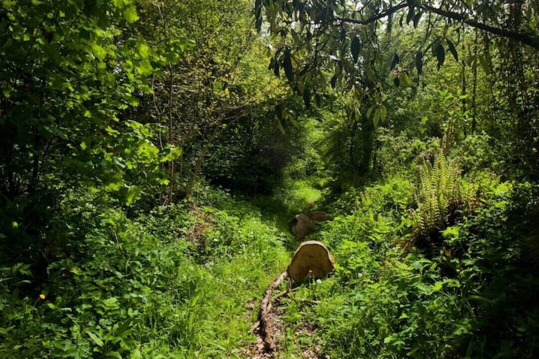 Photo of Others in Tremain