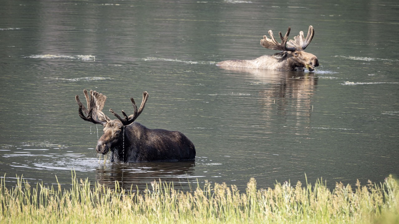 Photo of Others in Estes Park