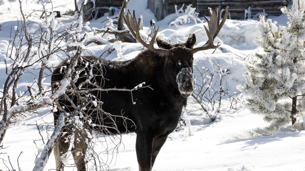 Photo of Others in Estes Park