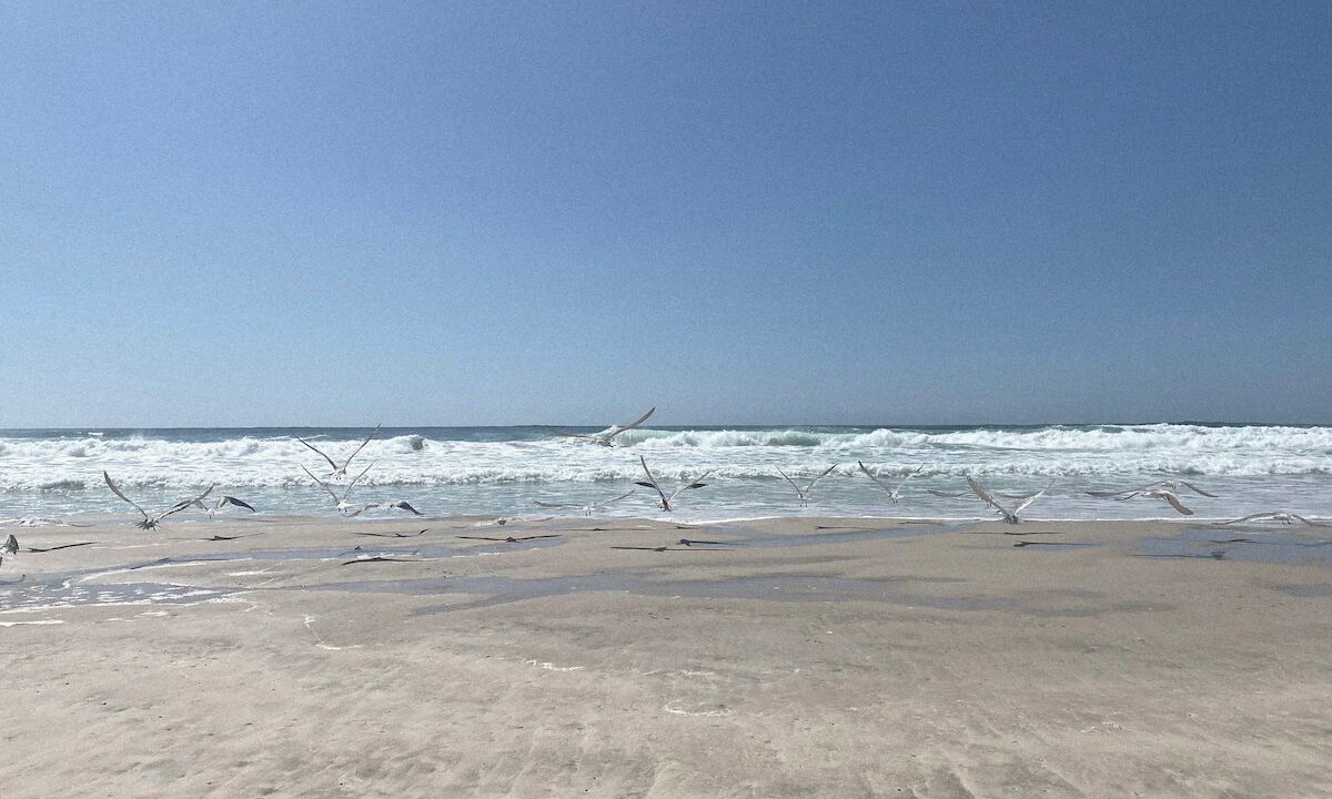 Photo of Others in Suffolk Park