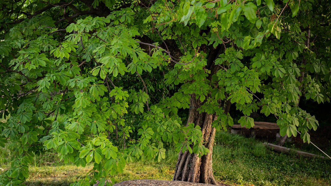 Photo of Outdoor in Lupoglav