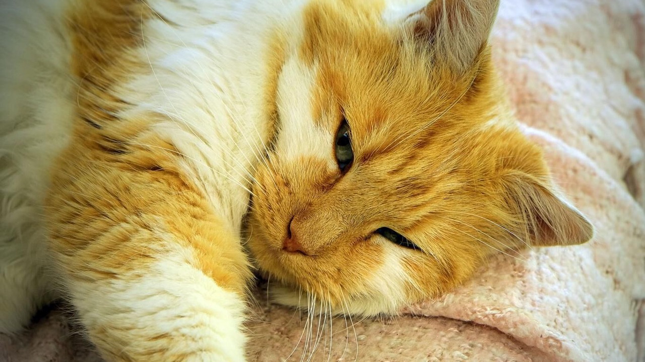 Photo of Others in Saint-Denis-de-Pile